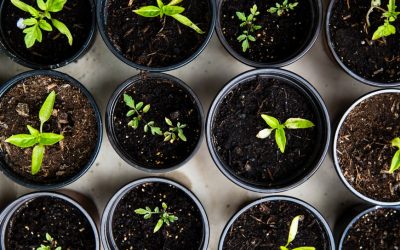 Jenis – jenis Tanaman Herbal Ini Bisa Anda Budidayakan Di Pekarangan